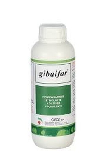GIBAIFAR DA LT. 1
