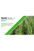 SENIOR DA KG. 0,5