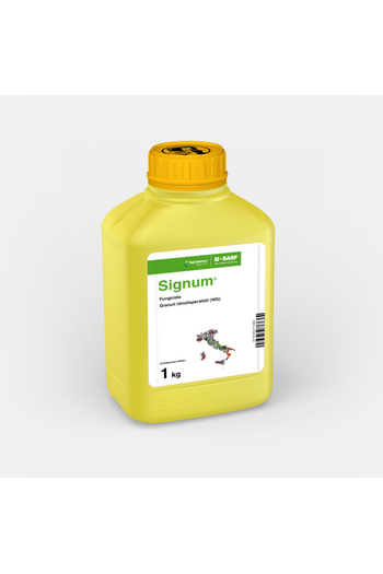SIGNUM DA KG. 1