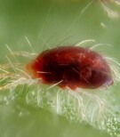 Acaricidi