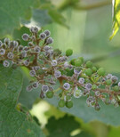 Fungicidi